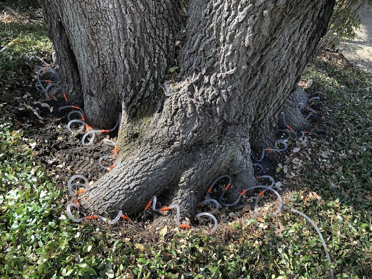 Detailed Shrub and Hedge Trimming job site in Yellow Spring