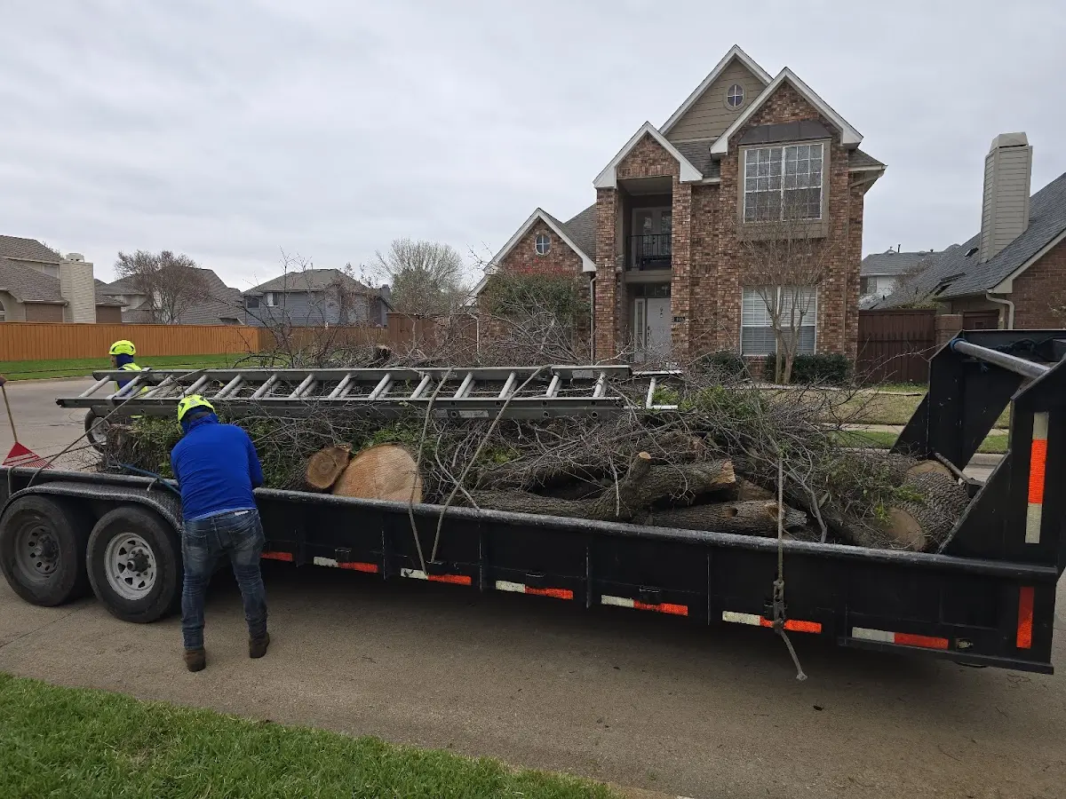 Expert Tree Removal with proper safety equipment in Yellow Spring